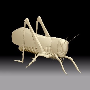 蝗虫
