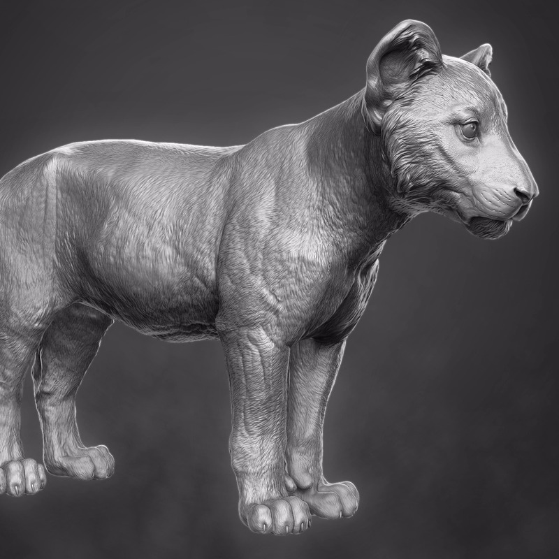 小狮子3D