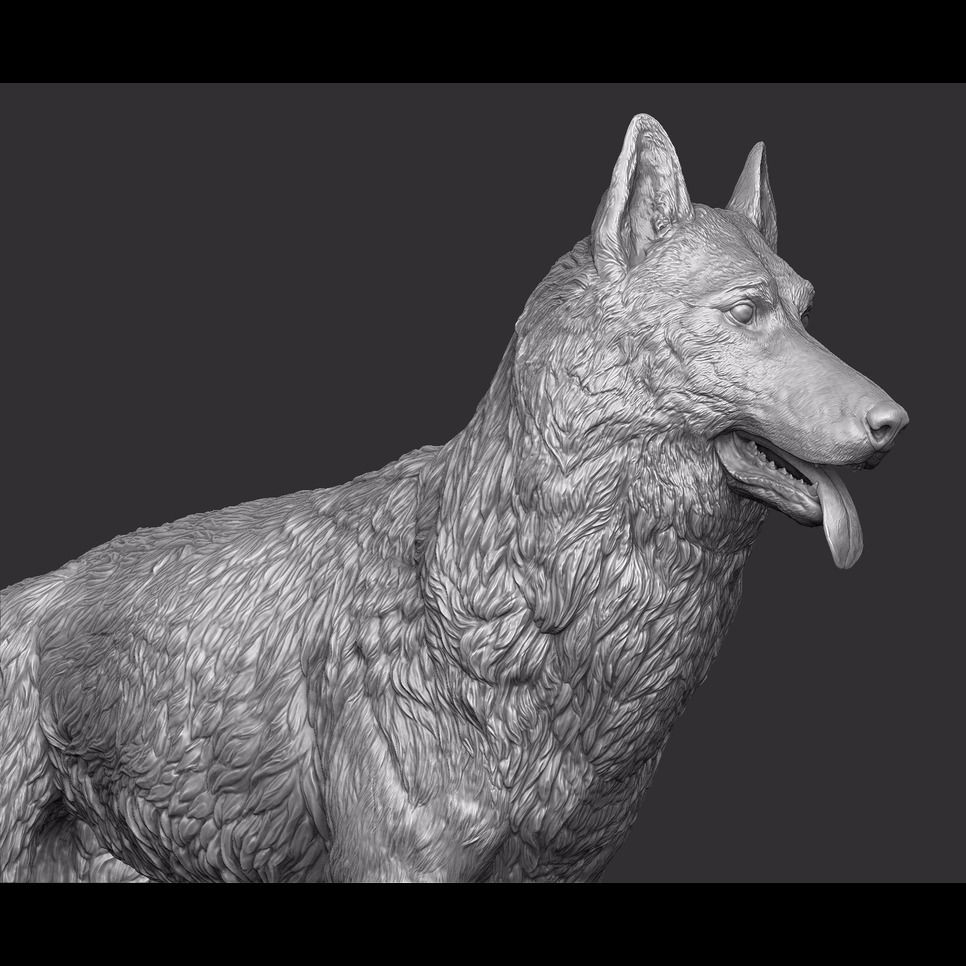 德国牧羊犬