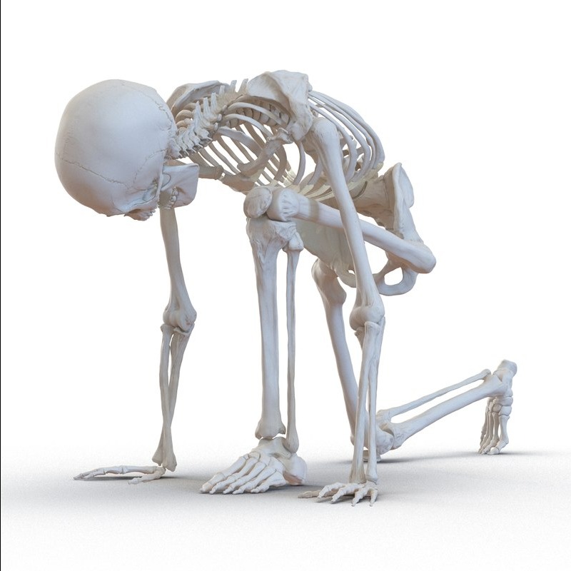 3D模型-完整人体骨架