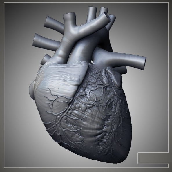 高清心脏3D模型