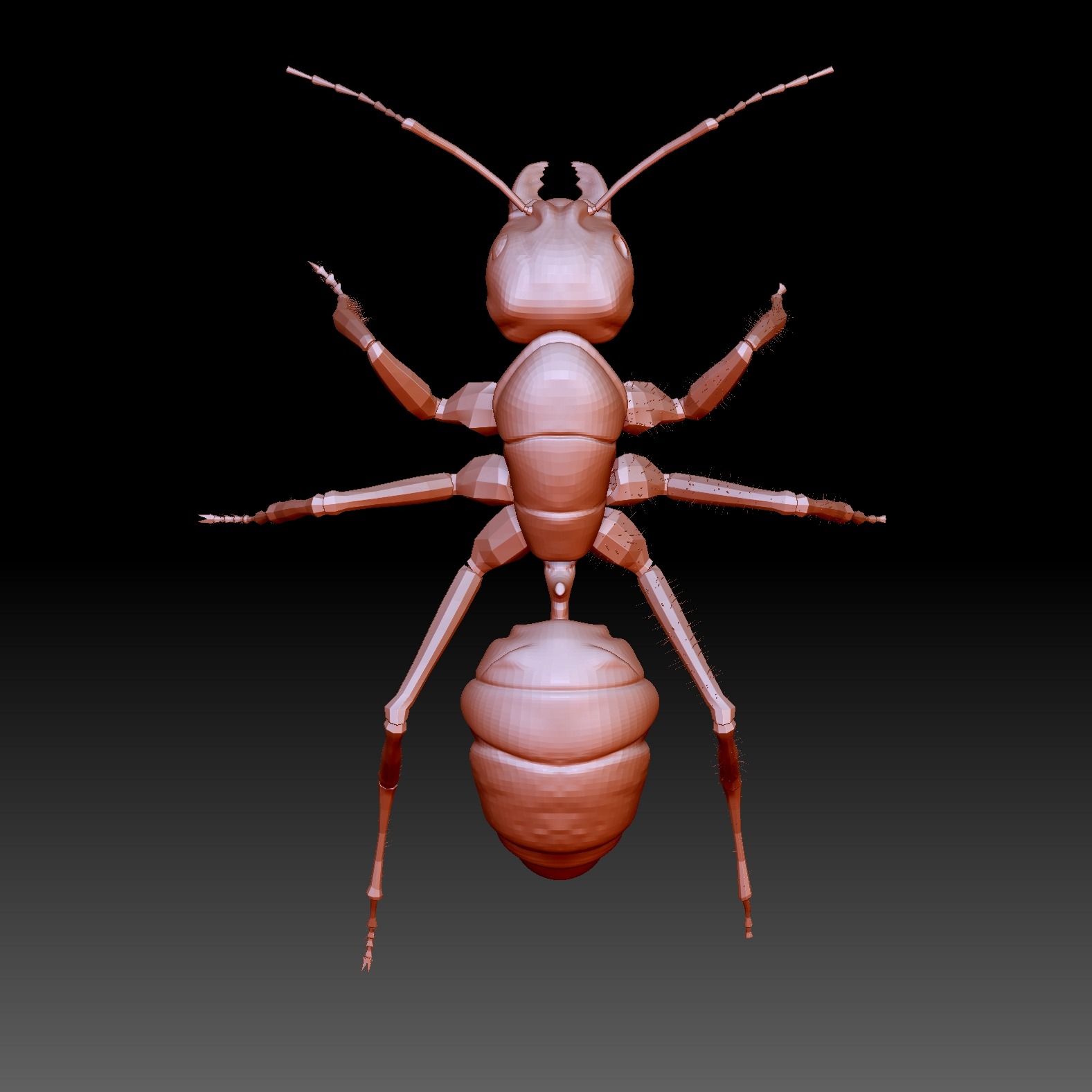 3D模型-带毒的红蚂蚁
