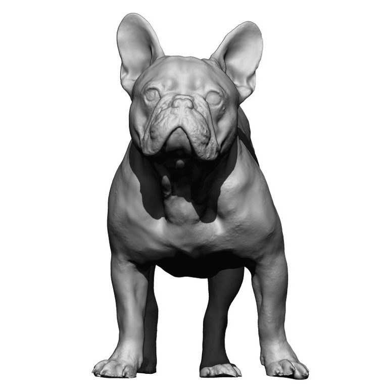 斗牛犬Bulldog male
