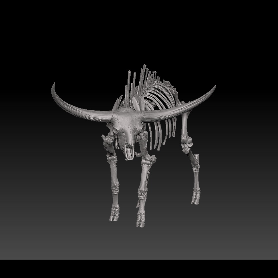 3D模型-大角牛骨架