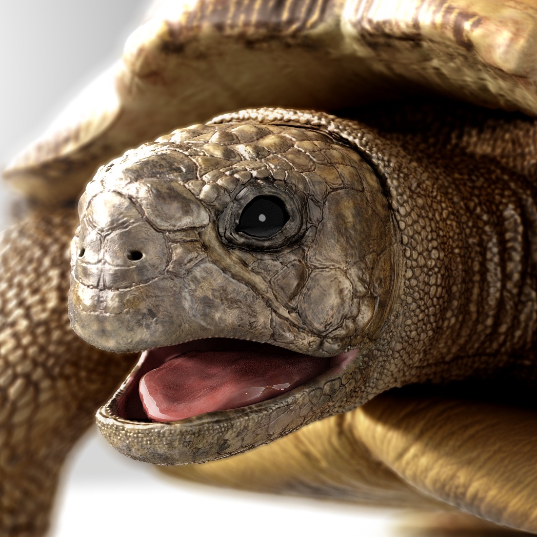 乌龟turtle