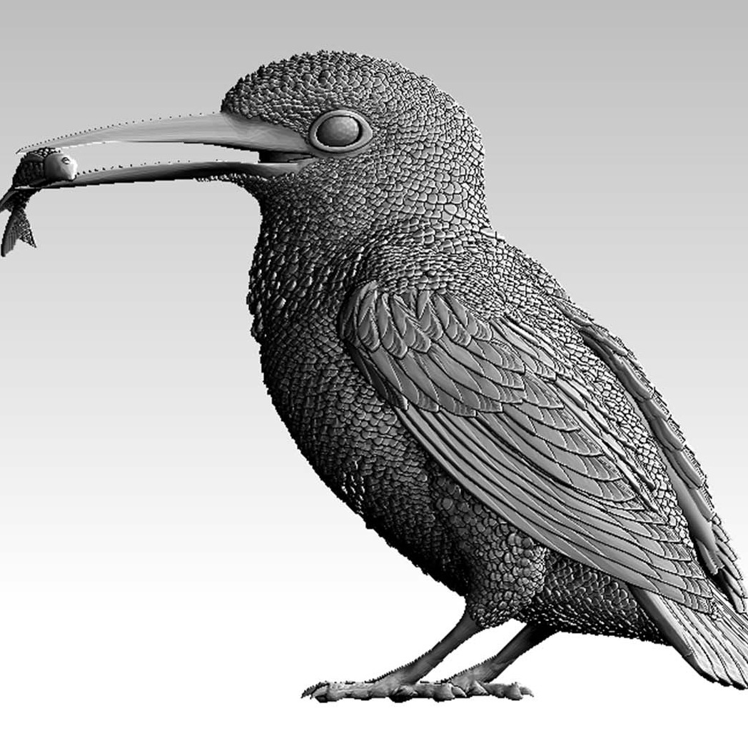 翠鸟 3D模型 Kingfisher
