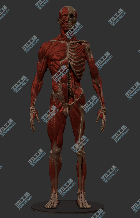 images/goods_img/20180425/三维人体肌肉骨骼雕刻高精细模型/1.png