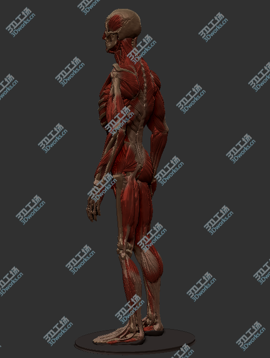 images/goods_img/20180425/三维人体肌肉骨骼雕刻高精细模型/3.png