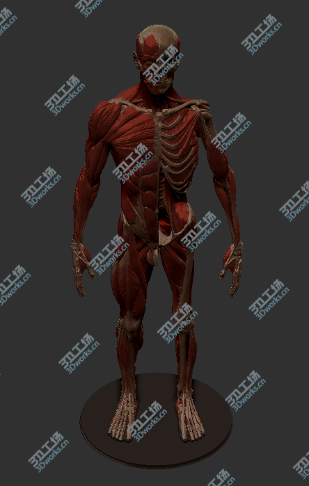images/goods_img/20180425/三维人体肌肉骨骼雕刻高精细模型/6.png