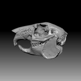 3D模型-兔子头骨
