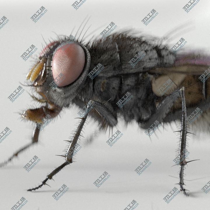 images/goods_img/20210113/housefly/1.jpg