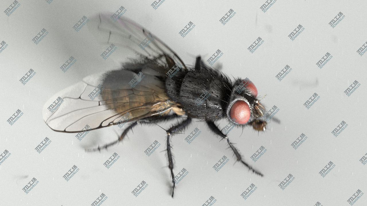 images/goods_img/20210113/housefly/5.jpg