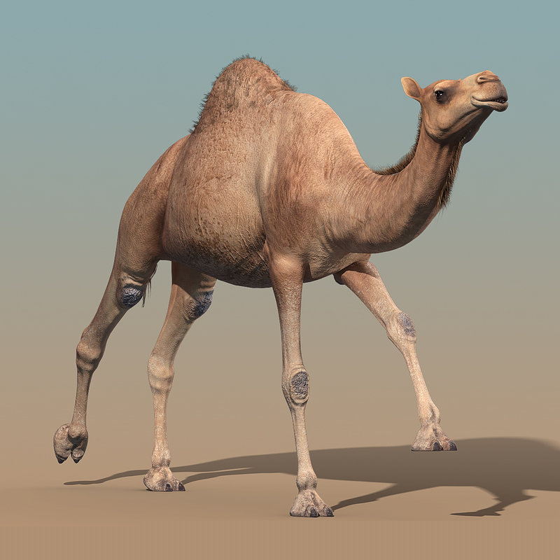 images/goods_img/20210114/Camel(ANIMATED)/2.jpg