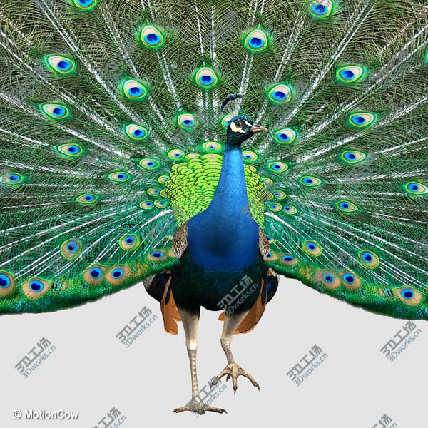 images/goods_img/20210114/Peacock/2.jpg