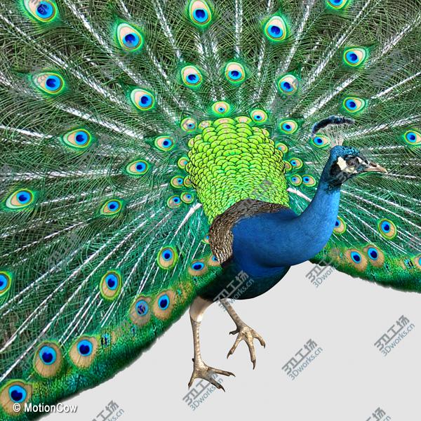 images/goods_img/20210114/Peacock/3.jpg