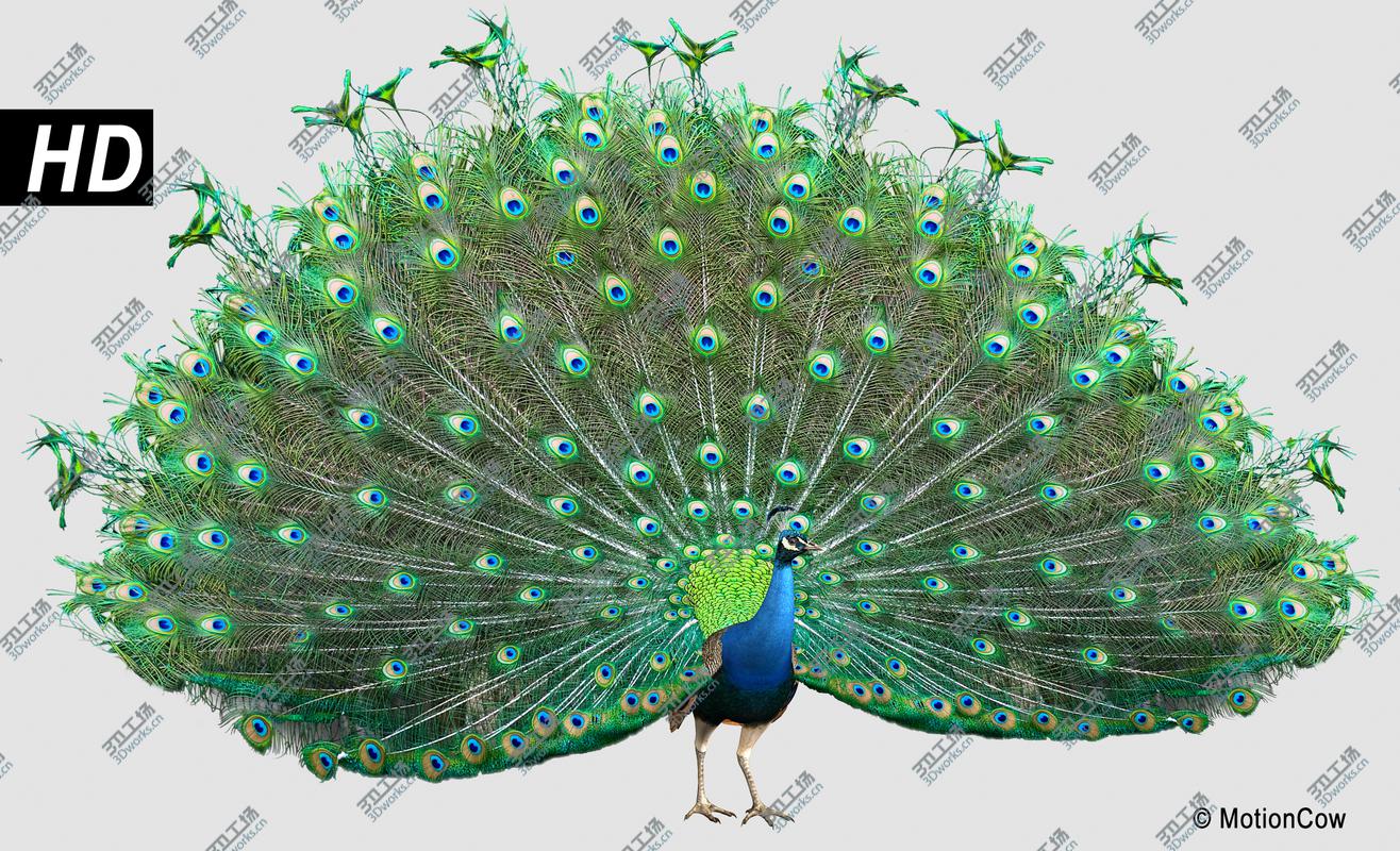 images/goods_img/20210114/Peacock/4.jpg