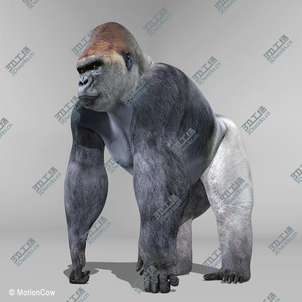 images/goods_img/20210312/Gorilla/3.jpg