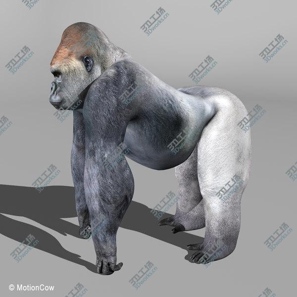 images/goods_img/20210312/Gorilla/4.jpg