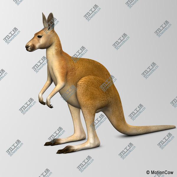 images/goods_img/20210312/Kangaroo/2.jpg