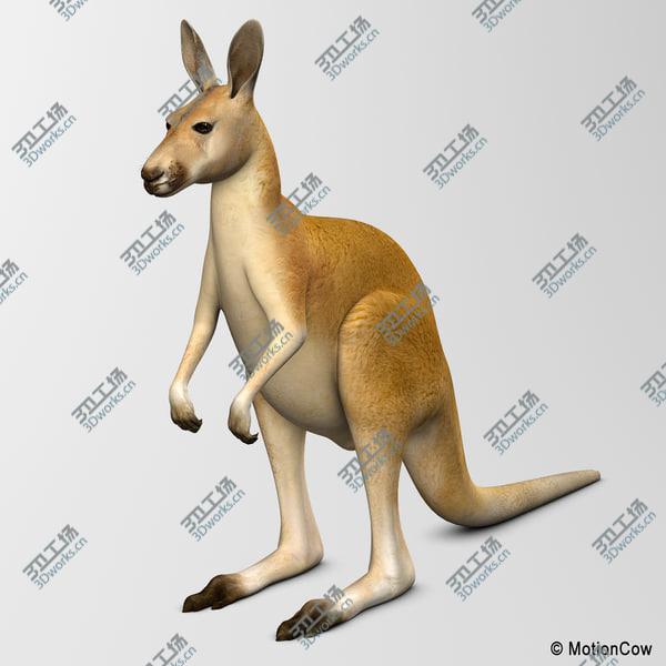images/goods_img/20210312/Kangaroo/3.jpg