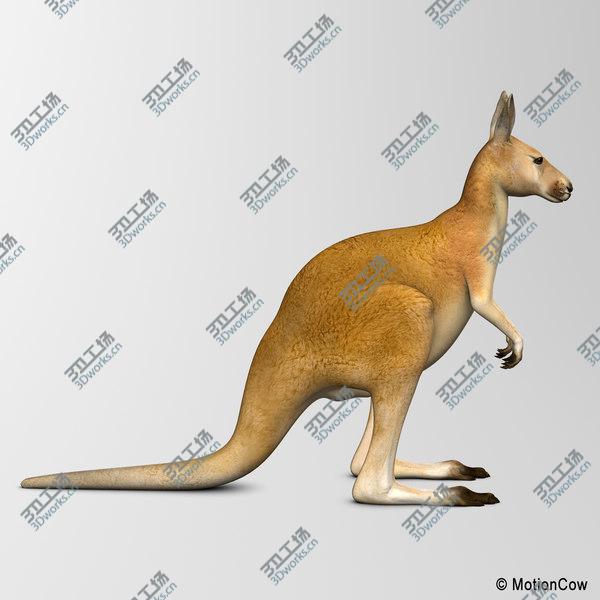 images/goods_img/20210312/Kangaroo/5.jpg
