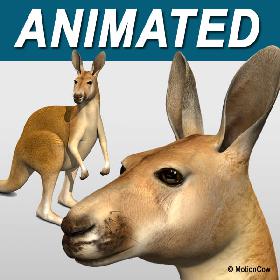 Kangaroo