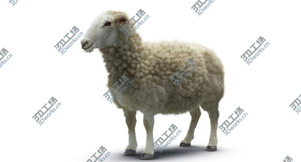 images/goods_img/20210312/Sheep/1.jpg