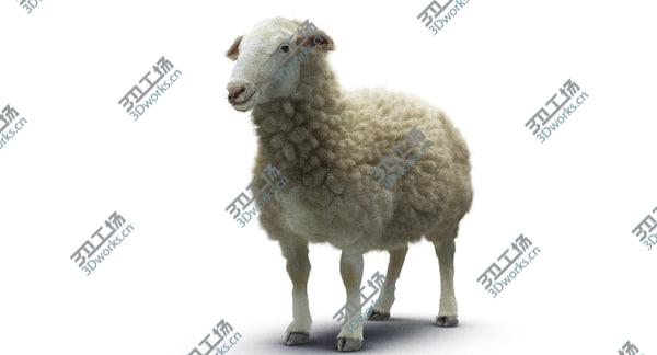 images/goods_img/20210312/Sheep/2.jpg