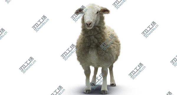 images/goods_img/20210312/Sheep/3.jpg