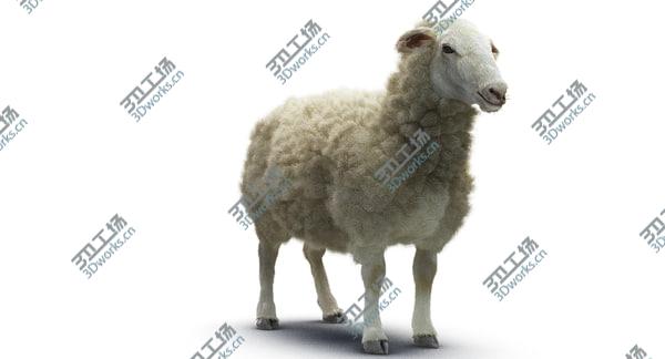 images/goods_img/20210312/Sheep/4.jpg