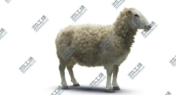 images/goods_img/20210312/Sheep/5.jpg