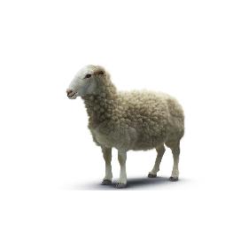 Sheep