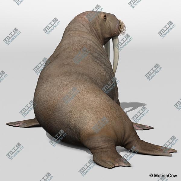 images/goods_img/20210312/Walrus/2.jpg