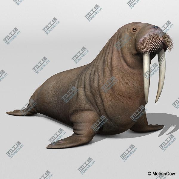 images/goods_img/20210312/Walrus/3.jpg