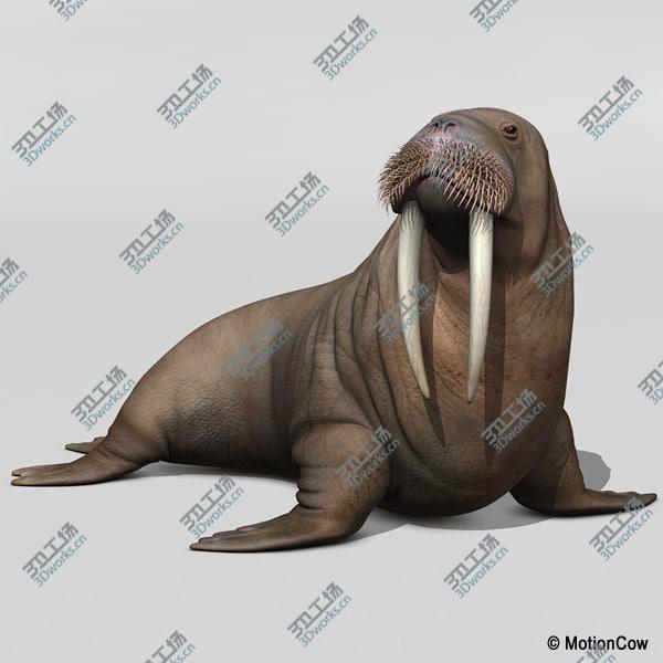 images/goods_img/20210312/Walrus/4.jpg