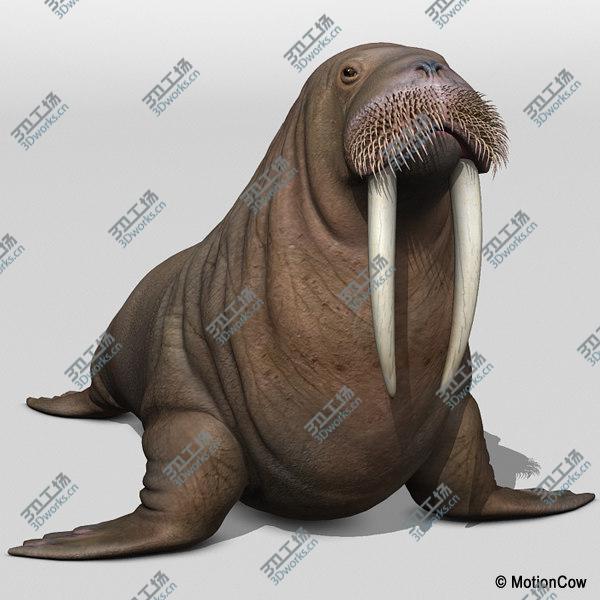 images/goods_img/20210312/Walrus/5.jpg