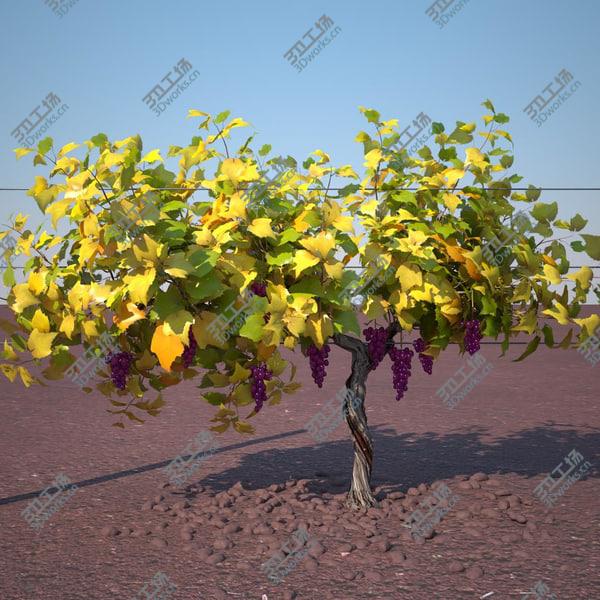 images/goods_img/20210312/vineyard_pack/3.jpg