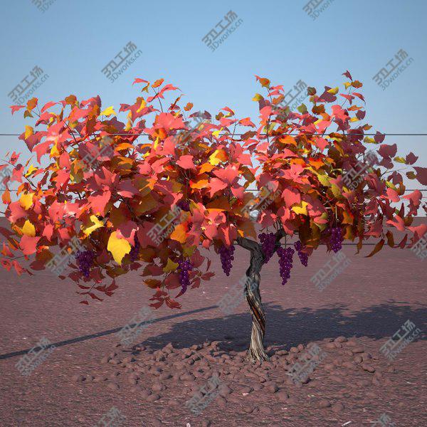 images/goods_img/20210312/vineyard_pack/4.jpg
