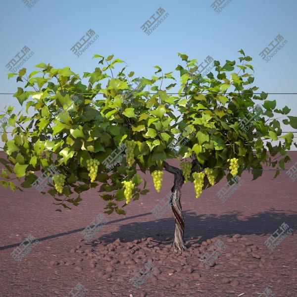 images/goods_img/20210312/vineyard_pack/5.jpg
