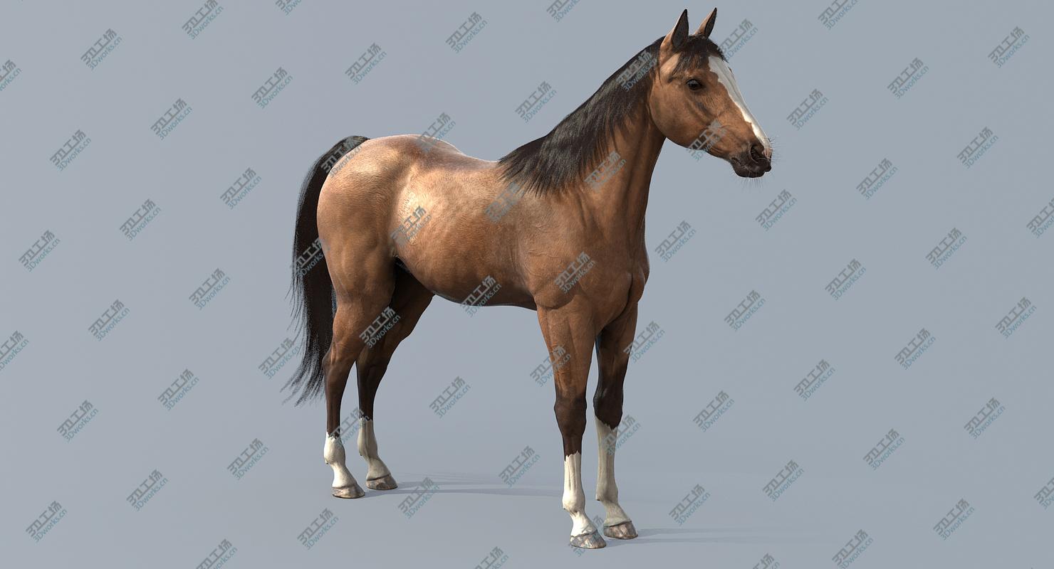 images/goods_img/20210313/Horse/1.jpg
