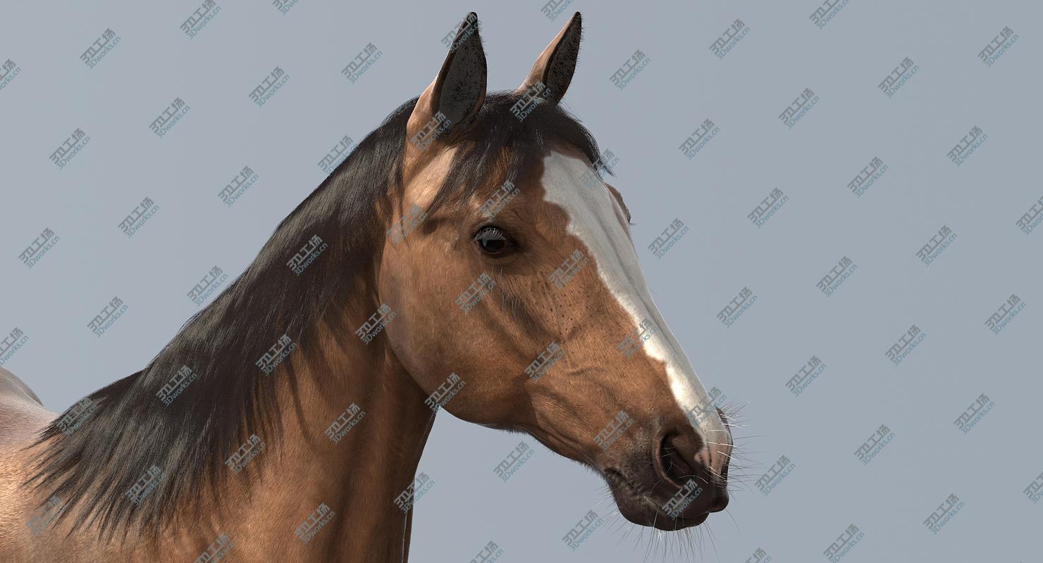 images/goods_img/20210313/Horse/2.jpg