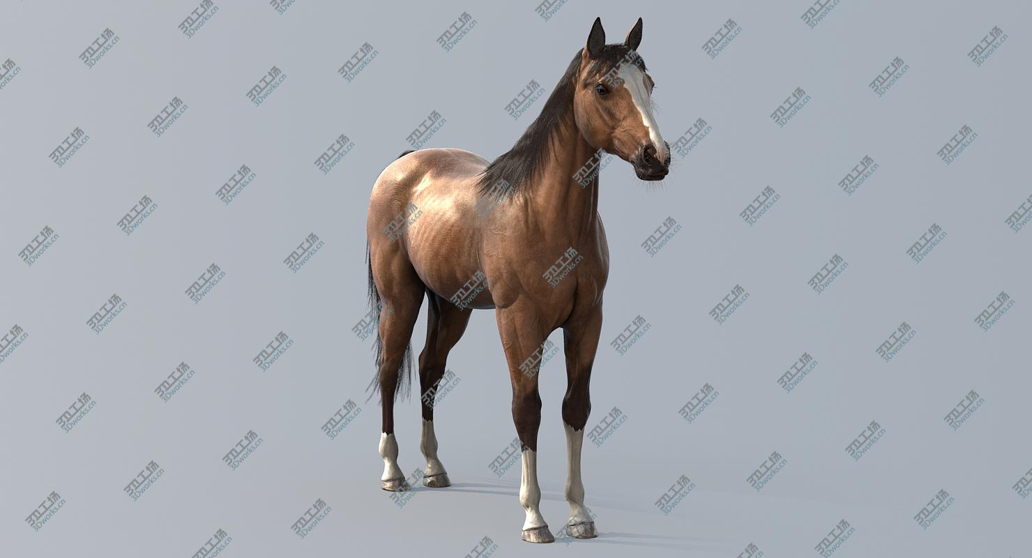 images/goods_img/20210313/Horse/3.jpg