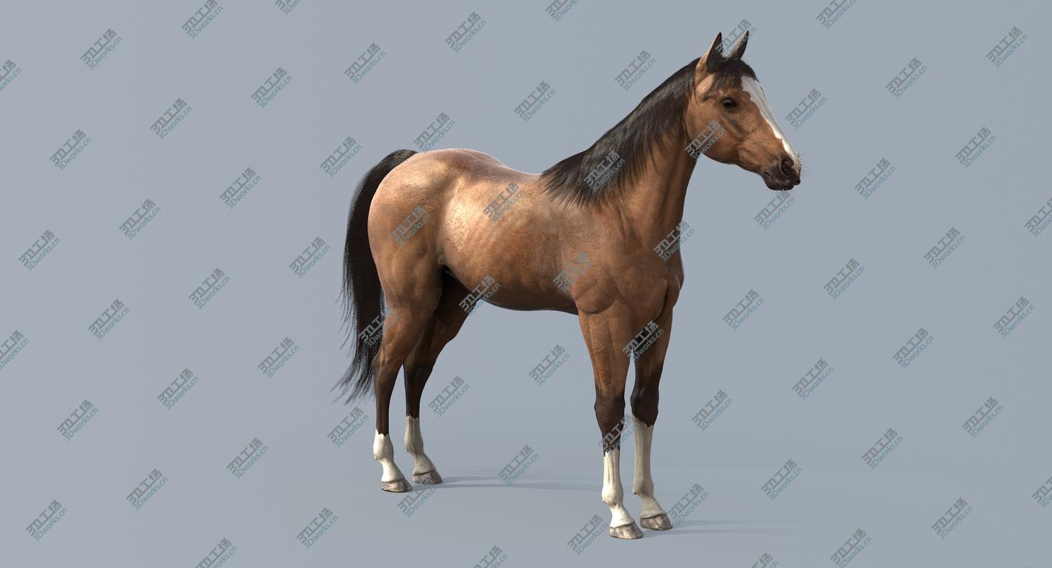 images/goods_img/20210313/Horse/4.jpg