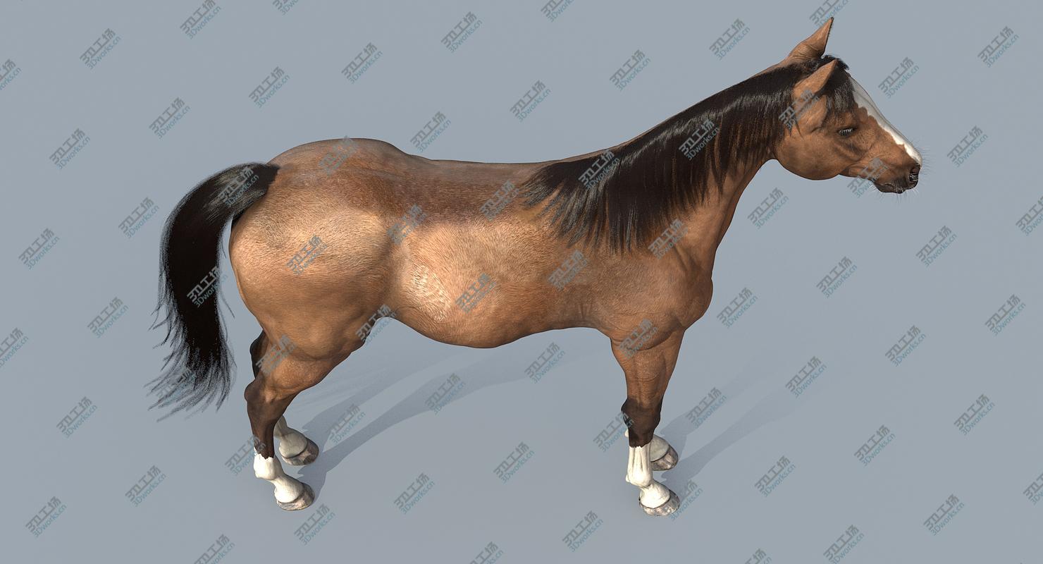 images/goods_img/20210313/Horse/5.jpg