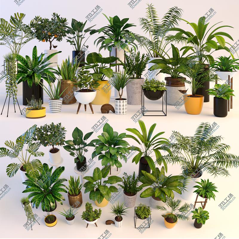 images/goods_img/20210313/Plants/1.jpg