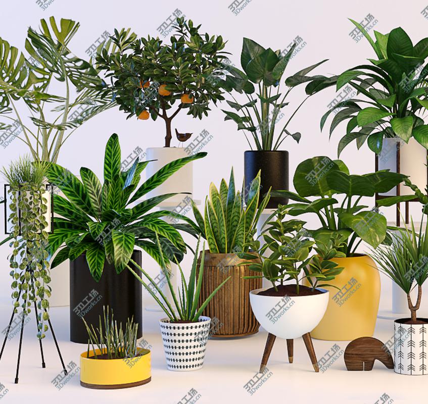 images/goods_img/20210313/Plants/2.jpg