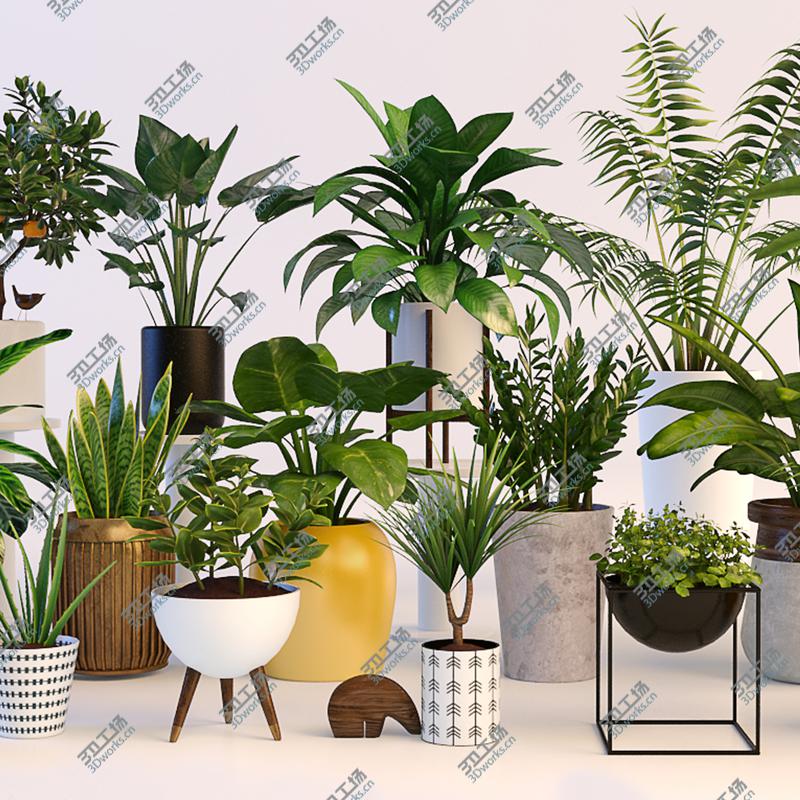 images/goods_img/20210313/Plants/3.jpg