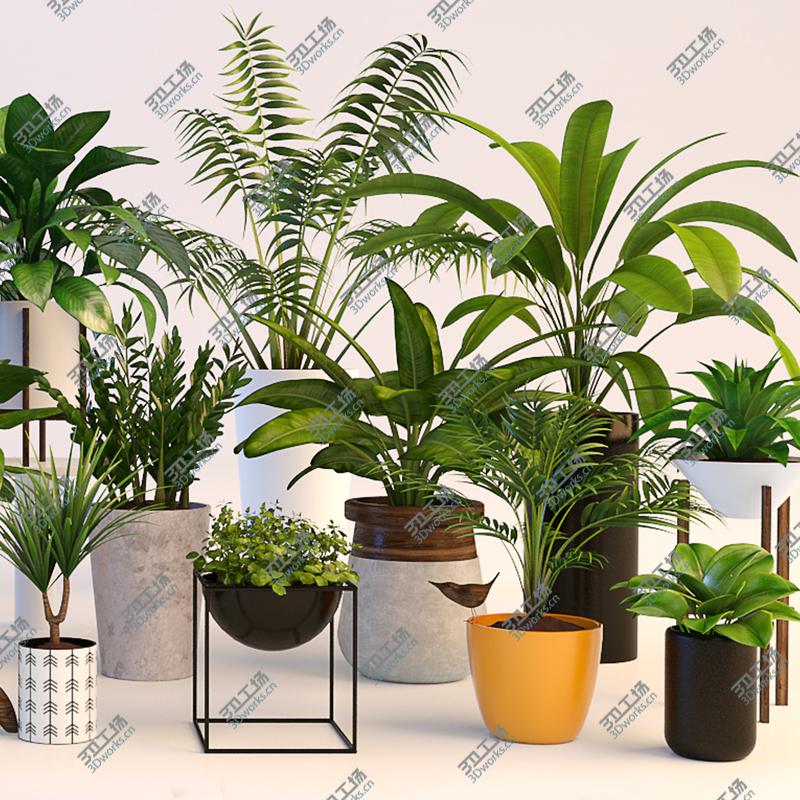 images/goods_img/20210313/Plants/4.jpg