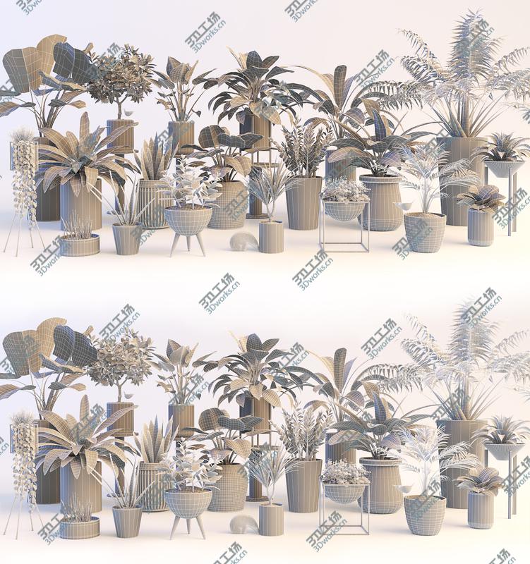images/goods_img/20210313/Plants/5.jpg