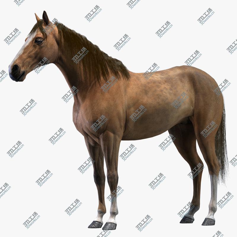 images/goods_img/20210319/Horse/1.jpg